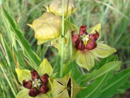 Pachycarpus concolor subsp. transvaalensis stem tip flowering